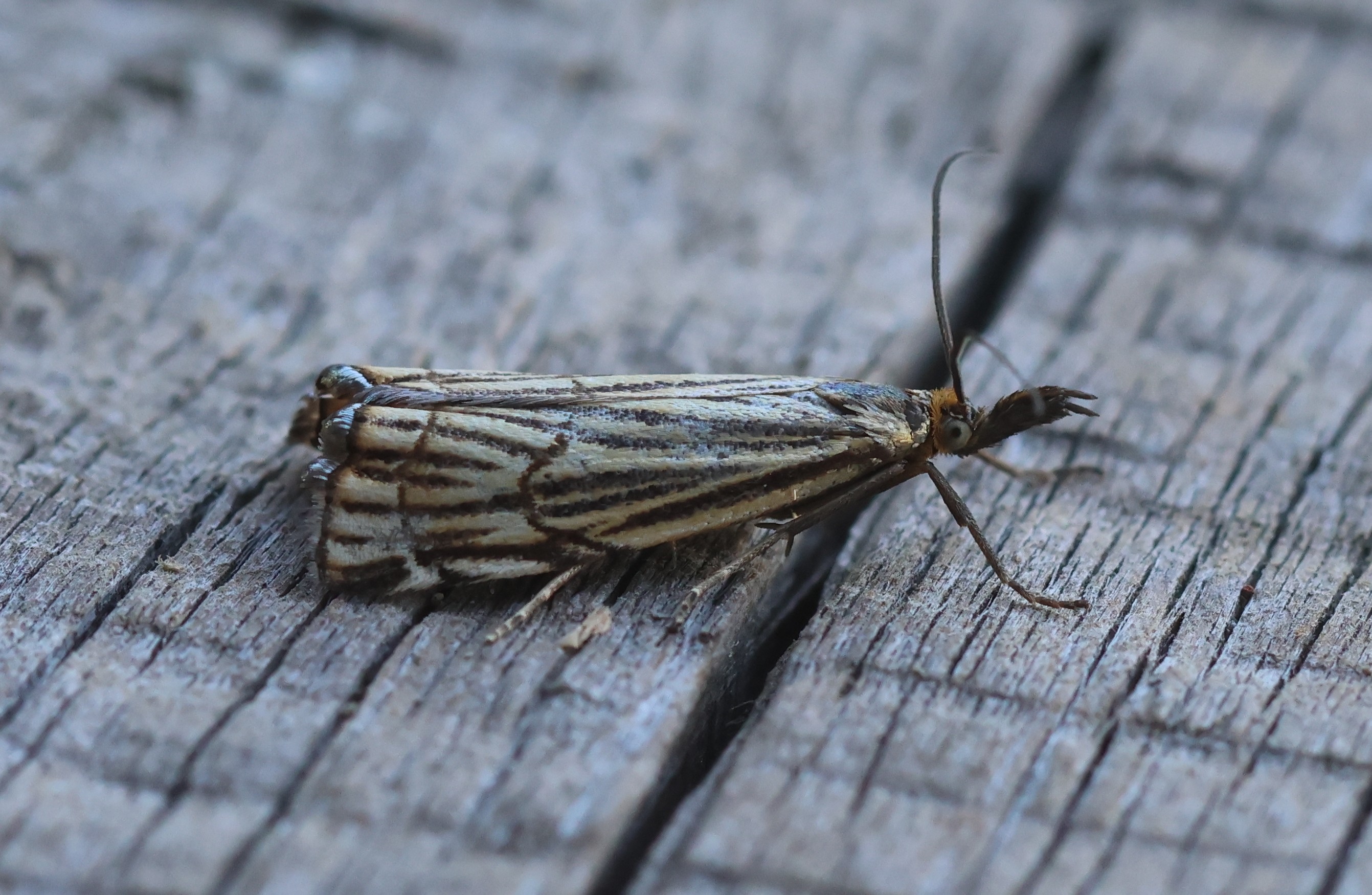 Photo of Dusky Grass-veneer (Chrysocramboides craterellus)
